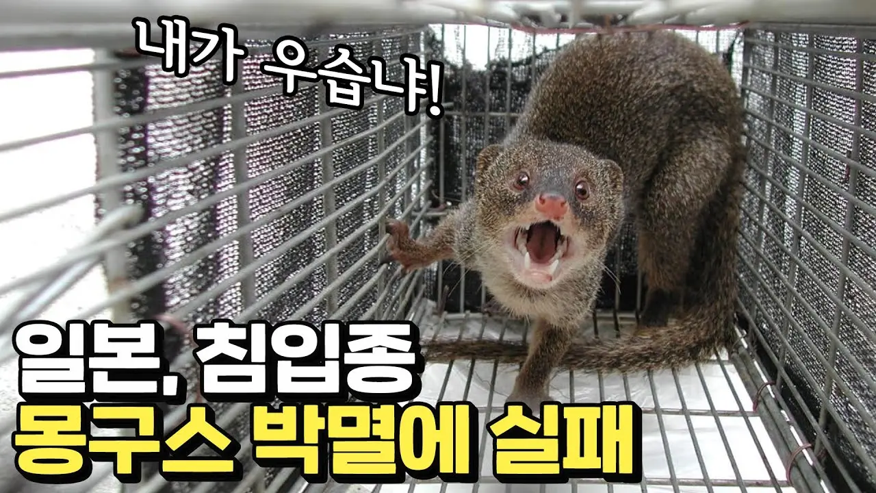 일본 생태계를 초토화시킨 외래종 몽구스